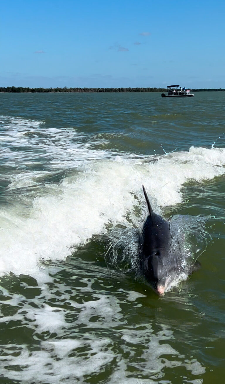 A “MUST DO” Adventure on the West Coast of Florida-Eco Endeavors Ten Thousand Island Dolphin and Shelling Tour.