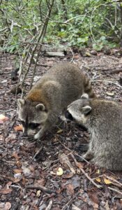 Kayaking to Raccoon Island-Miami: My SoFlo Water Adventures Tour